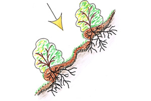 Mikroklima Flora und Fauna