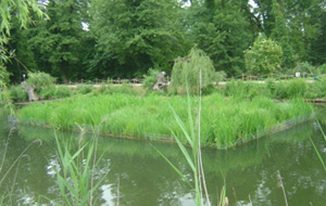 Schwimmende Röhricht-Inseln