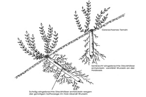 Weidenschutzverankerung